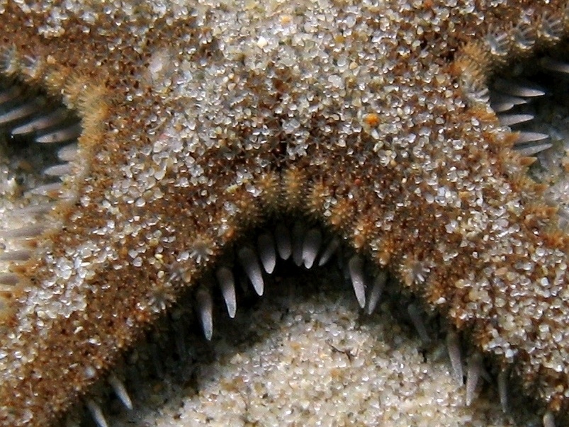 Astropecten platyacanthus (Philippi, 1837)